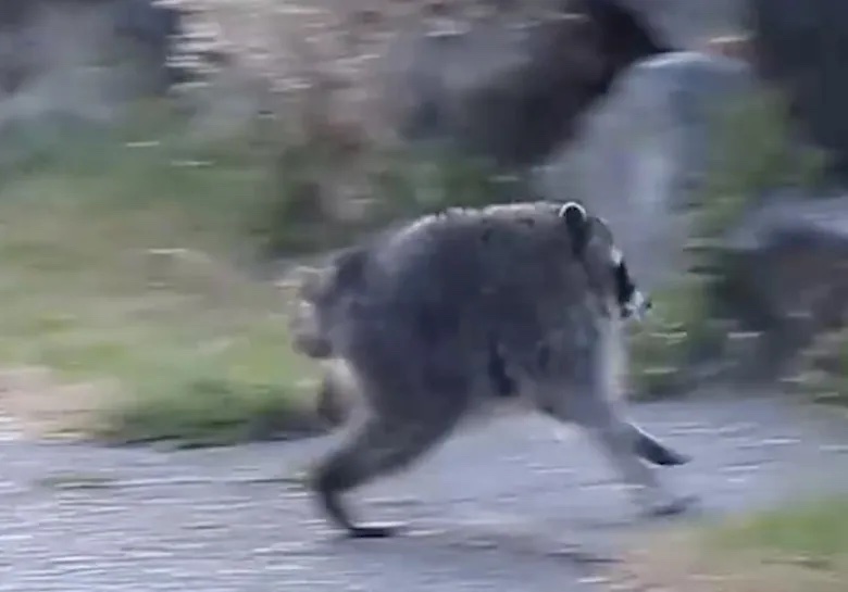 Jimothy the Raccoon